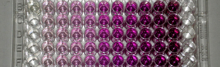 Purple Contrast in Glass Beakers