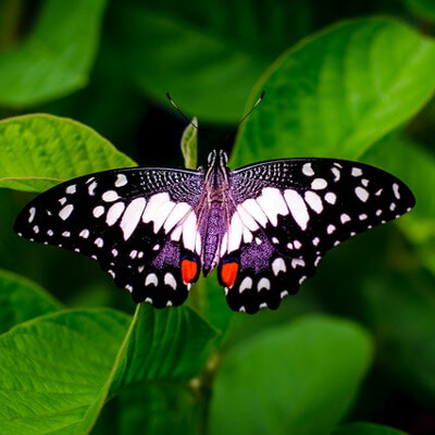 Butterfly by Zaw Win