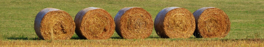 5 Bales of Hay in Field